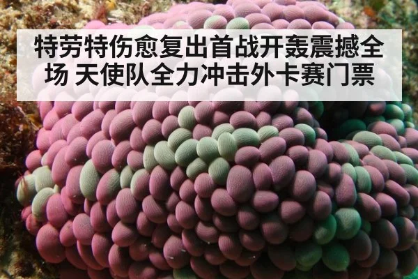特劳特伤愈复出首战开轰震撼全场 天使队全力冲击外卡赛门票